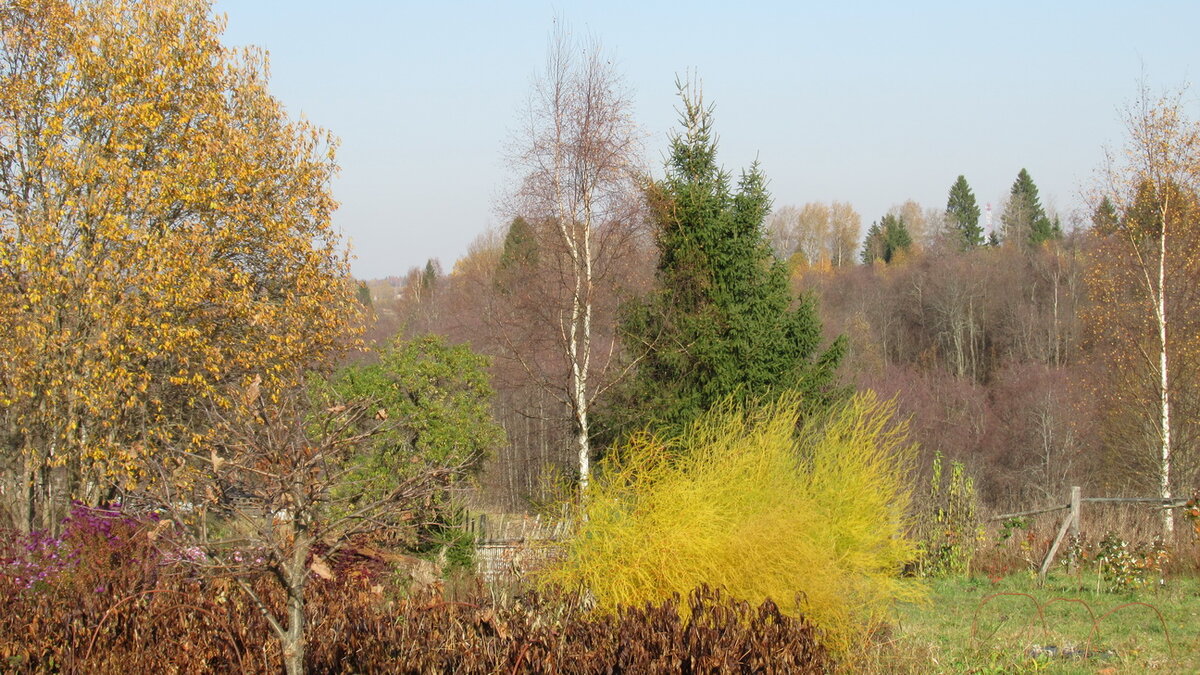 Спаржа без майонеза :)