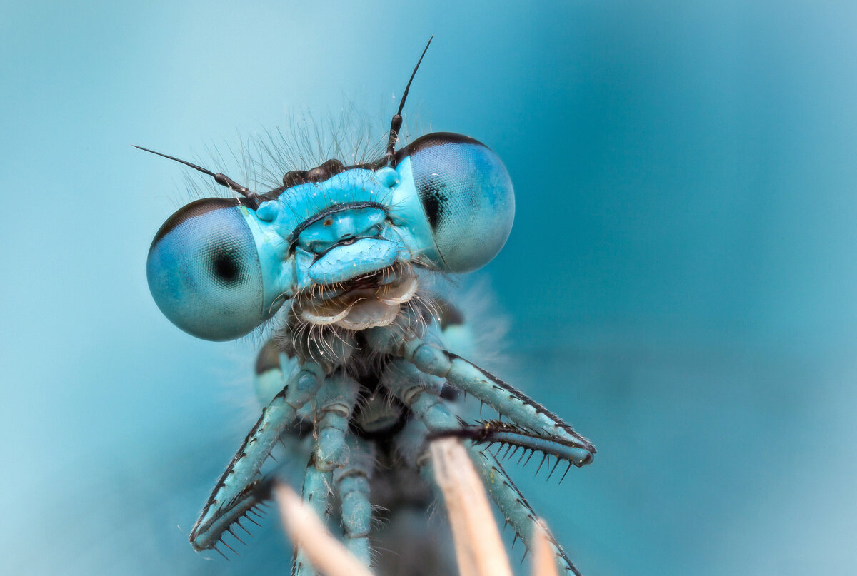 Интересные факты из жизни стрекоз | Факты о животных и насекомых | Дзен