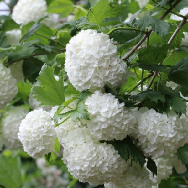 https://www.plantopedia.com/wp-content/uploads/2017/08/viburnum-opulus-gemeiner-schneeball-4326-696x464.jpg