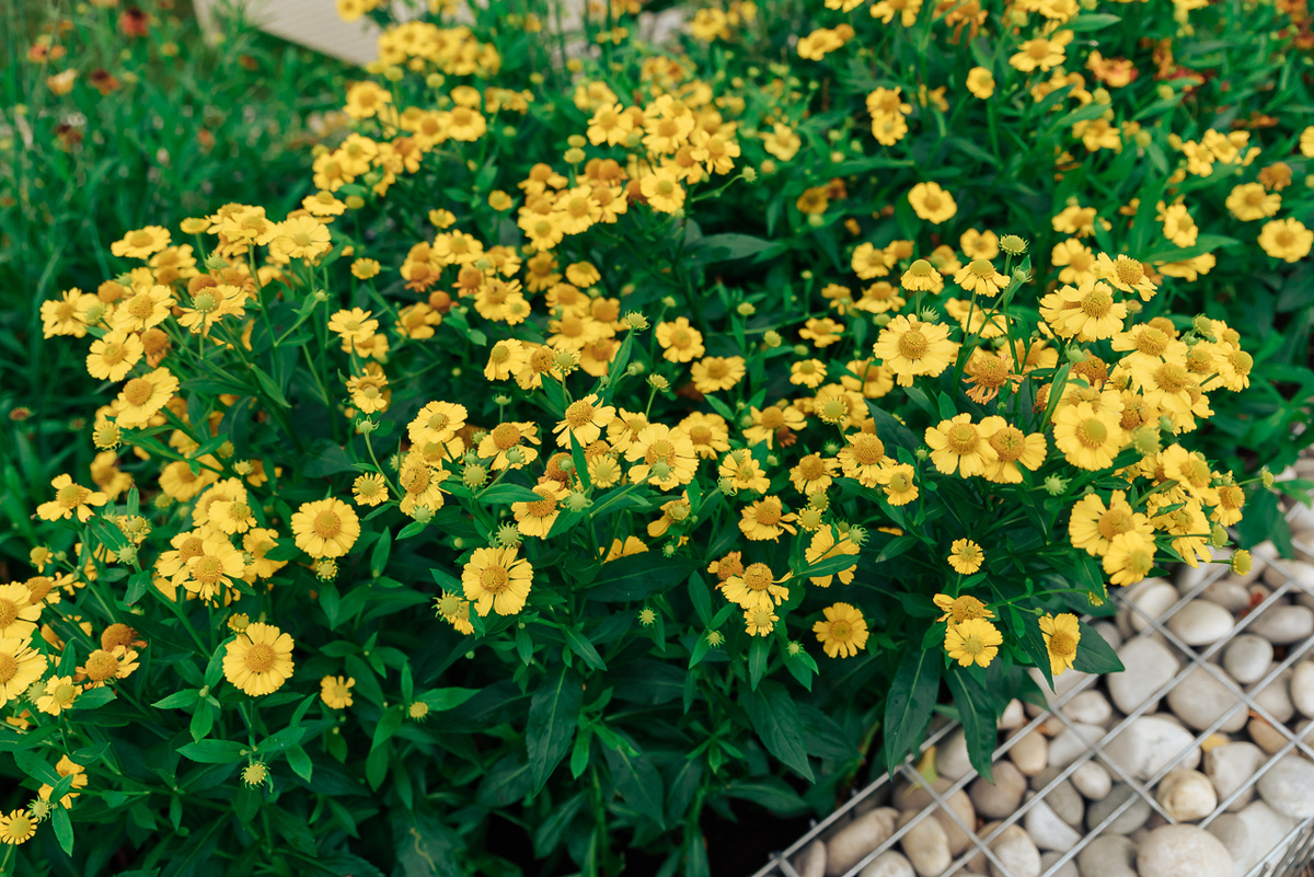 Фотоархив ландшафтного фестиваля "Атмосфера-2018"