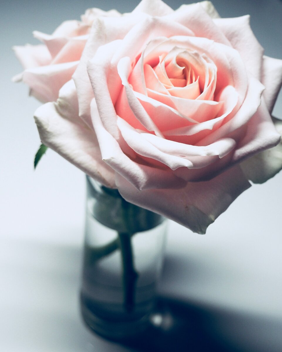 Photo by Plush Design Studio on Unsplash