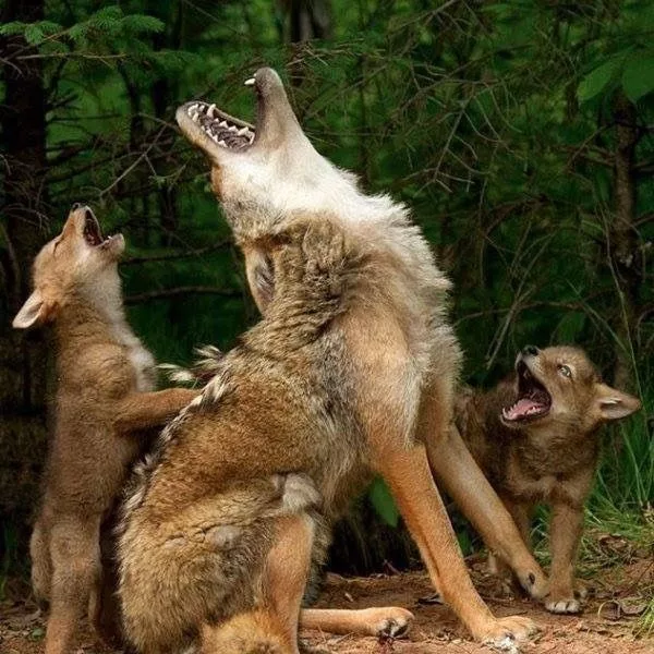 https://i.pinimg.com/736x/2c/7e/ce/2c7ece561f7550d1848e2c02cea70944.jpg