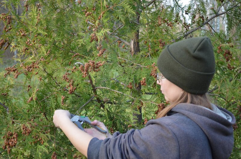 Обрезка туи осенью.