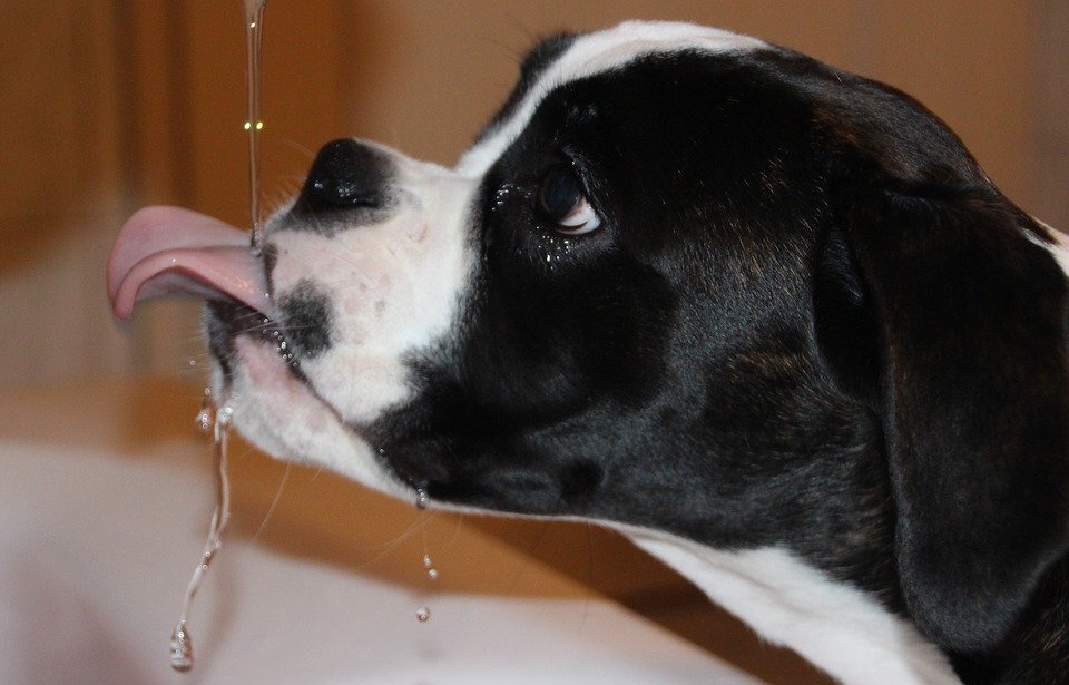 https://cdn.pixabay.com/photo/2016/01/05/19/51/dog-1123175_960_720.jpg