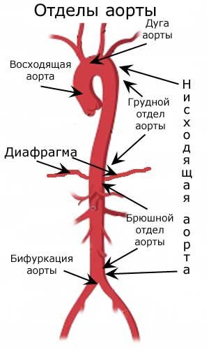 Грудная аорта схема