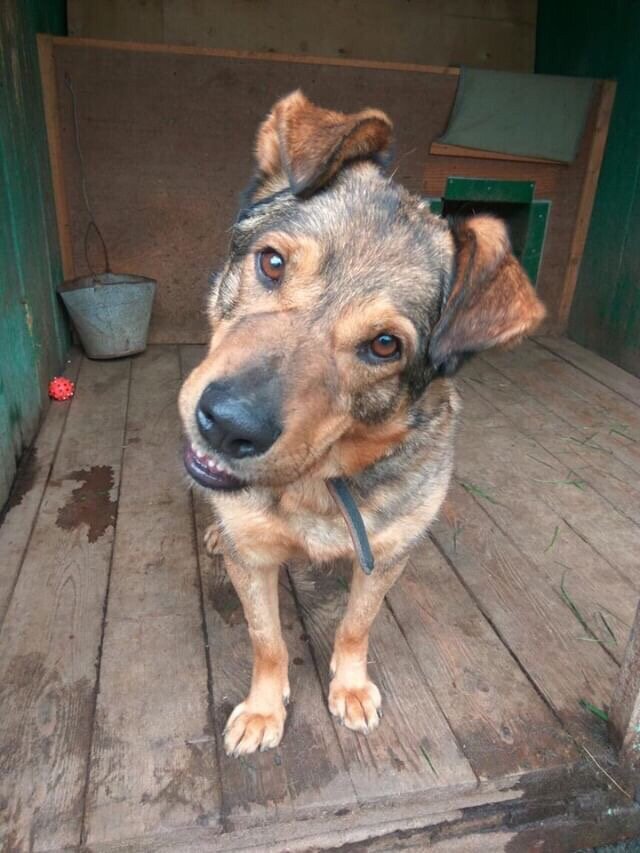 Стэн, приют солнцево