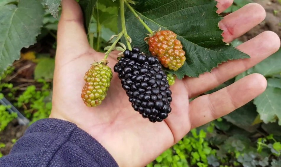 В-о-о-о-о-о-т такая ягода