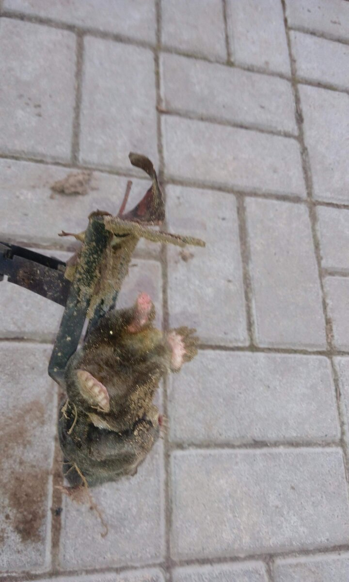 Один из вредителей, фото автора