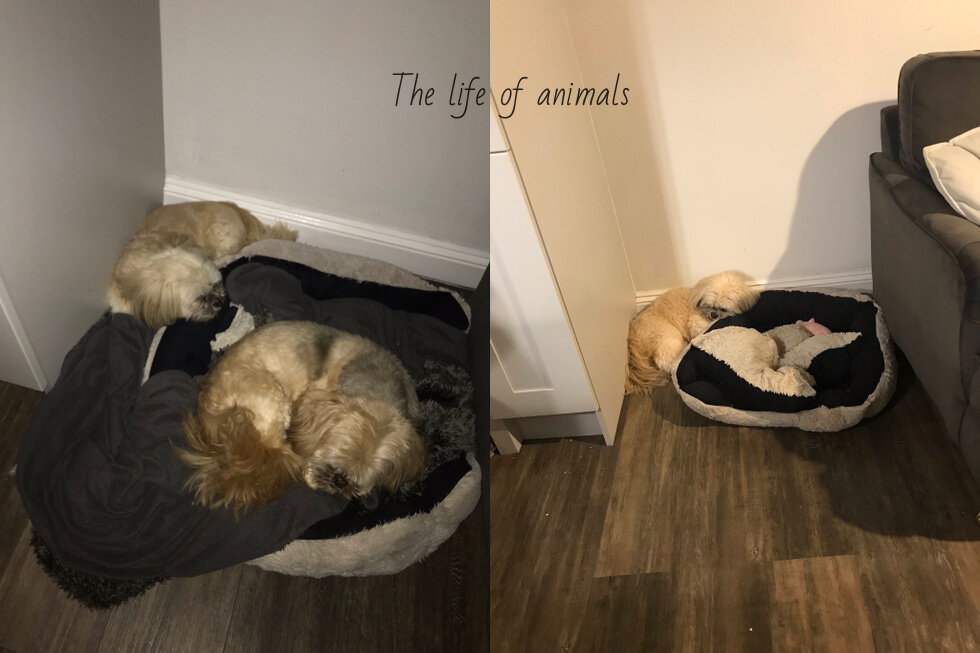 The life of animals