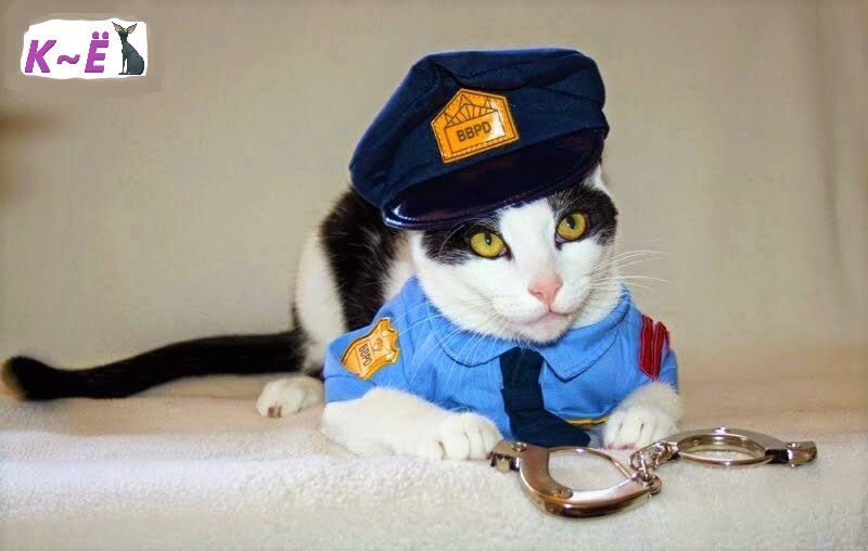 Кот охранник (фото Яндекс картинки)