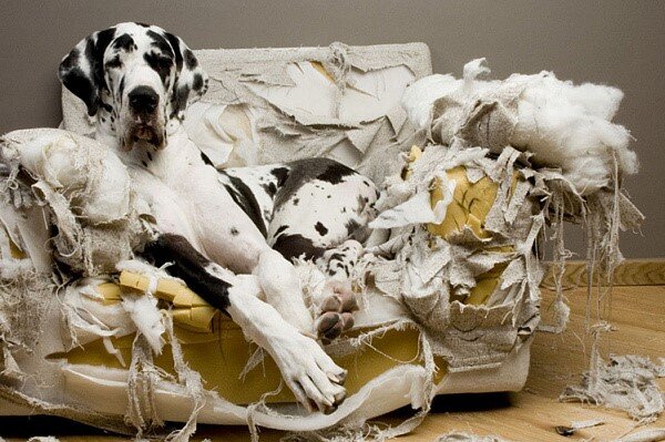 Многие взрослые собаки, а не только щенки любят драть мебель. От этой вредной привычки страдает мебель, портится интерьер квартиры. Приучать собаку к порядку следует с раннего детства.