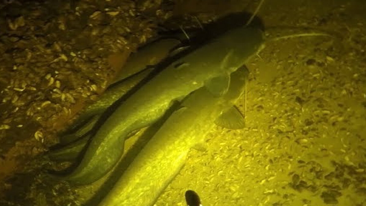 Поддержите старание рыбака лайком и подпиской на канал!