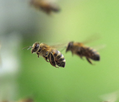 Здоровые пчелы