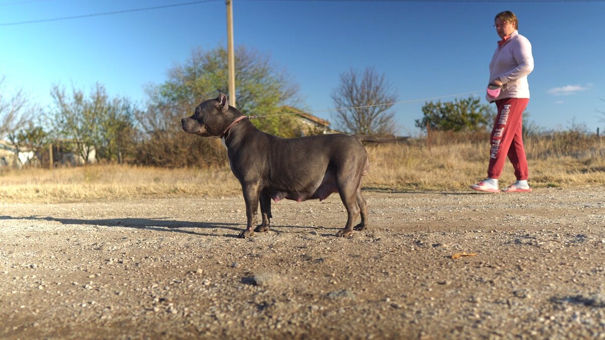 Американский Булли, девочка по кличке Блюбери