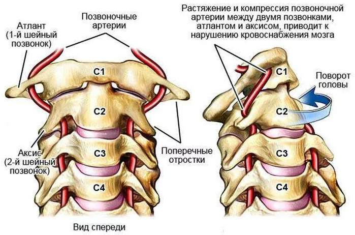 Упражнения на рабочем месте для борьбы с гипертонией и проблемами кровообращения головного мозга.