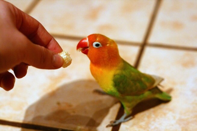 Из свободного доступа в интернете