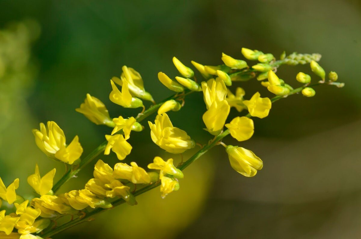 Р”РѕРЅРЅРёРє Melilotus officinalis