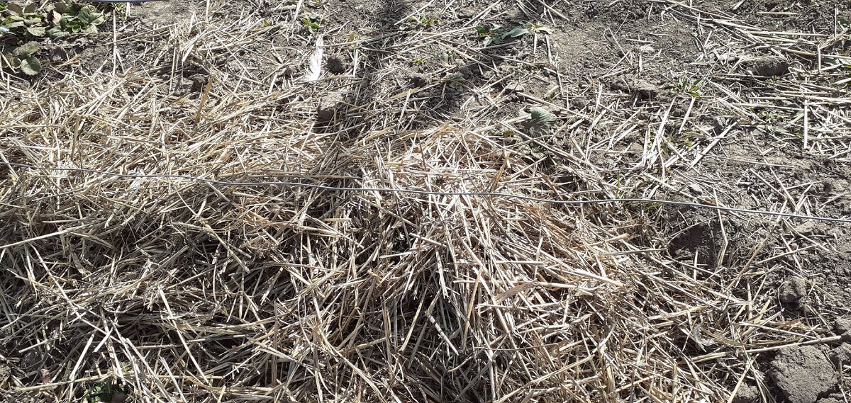 вот так пока мой виноград находится.