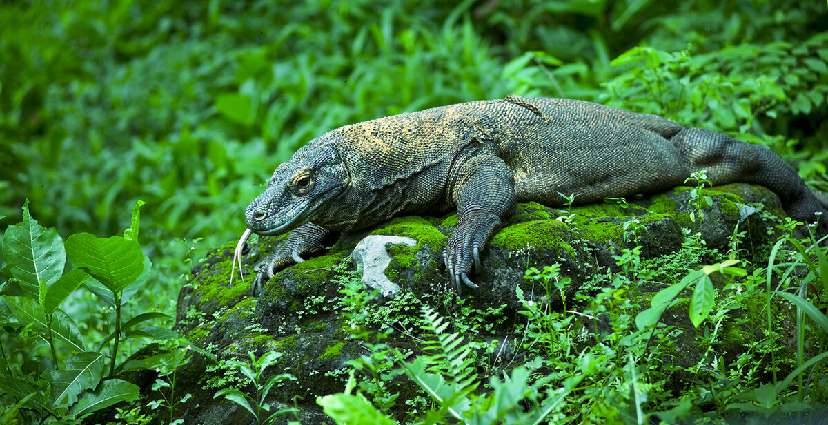 Чем знаменит и опасен комодский варан? огромная ящерица острова Комода |  Мир животных | Дзен