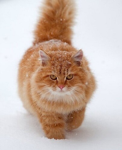 Рыжий котенок в добрые руки из приюта бесплатно 🐈 - FriendForPet