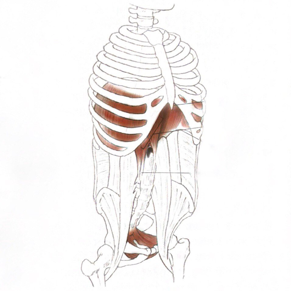 Как мышцы влияют друг на друга во время совершения вдоха и выдоха.