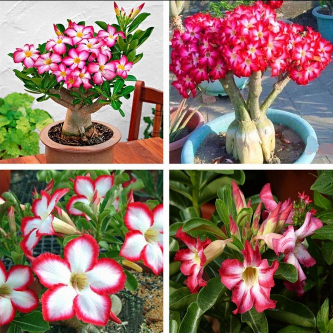 Растут долго но и эффект радует глаз. 