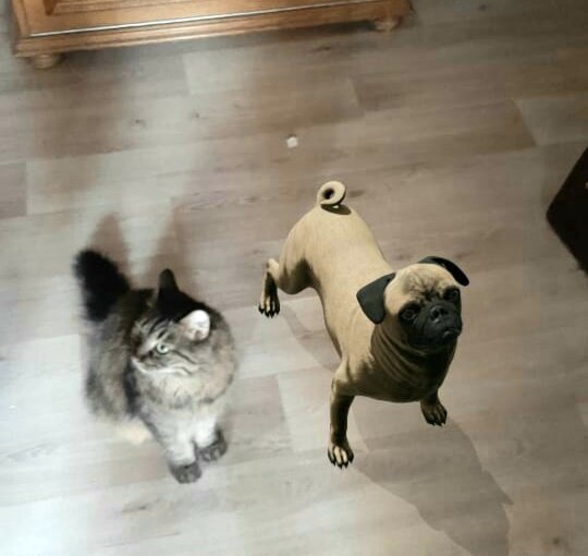 Вот этот мопс