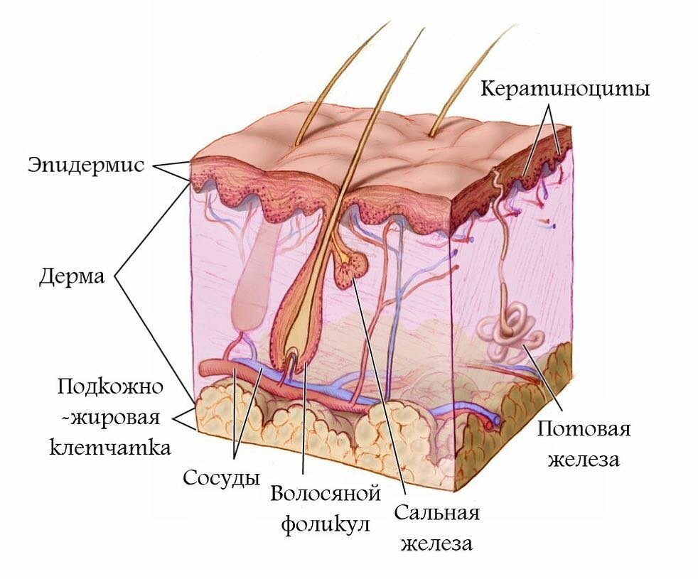 Строение кожи