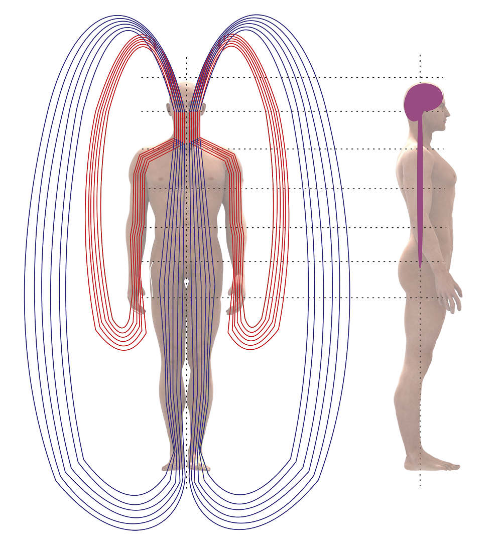 Тело управляет человеком. Меридианы тела человека и энергия. Энергетические меридианы земли. Энергетические каналы человека (меридианы). 12 Энергетических меридианов человека.