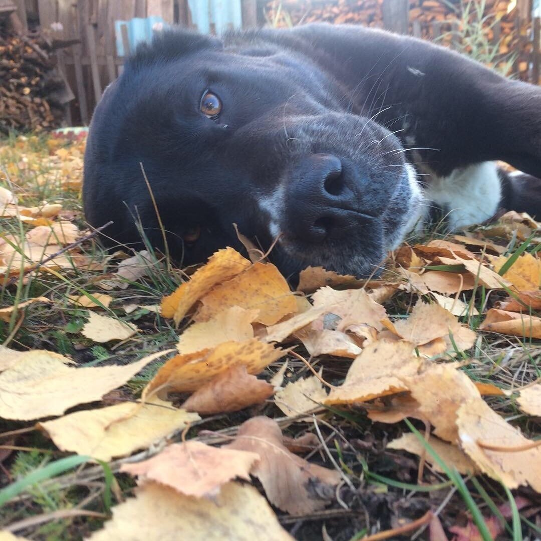 ⠀ Нельзя недооценивать важность условного подкрепления!⠀
⠀
Научно доказано, что собака понимает, что ее наградили за конкретное действие, если после него прошло 0.6 - 2 секунды. ⠀
⠀
При дрессировке важно своевременно подкрепить нужное действие сигналом. ⠀
⠀
Например: ⠀
Вы хотите поощрить собаку за то, что она быстро села. ⠀
Пока вы тянете к собаке руку с лакомством она успела моргнуть, пошевелить ухом и посмотреть в сторону. ⠀
⠀
Как собака поймёт, что ее поощрили за усадку, а не за всю цепочку выполненных действий? ⠀
⠀
Для этого используется условное подкрепление - какой-либо короткий сигнал (да, ес, чип, звук кликера и тд.)⠀
⠀
Этот звук должен быть максимально коротким, чтобы можно было выделять микродействия собаки ⠀
⠀
При правильном обучении, собака начинает понимать - клик значит она сделала что-то правильно и осталось только дождаться кусочка лакомства. ⠀
⠀
С помощью условного подкрепления можно выделять для собаки мельчайшие движения - и превращать их в команды. Так можно научить собаку моргать, шевелить ухом, показывать язык и тд.
