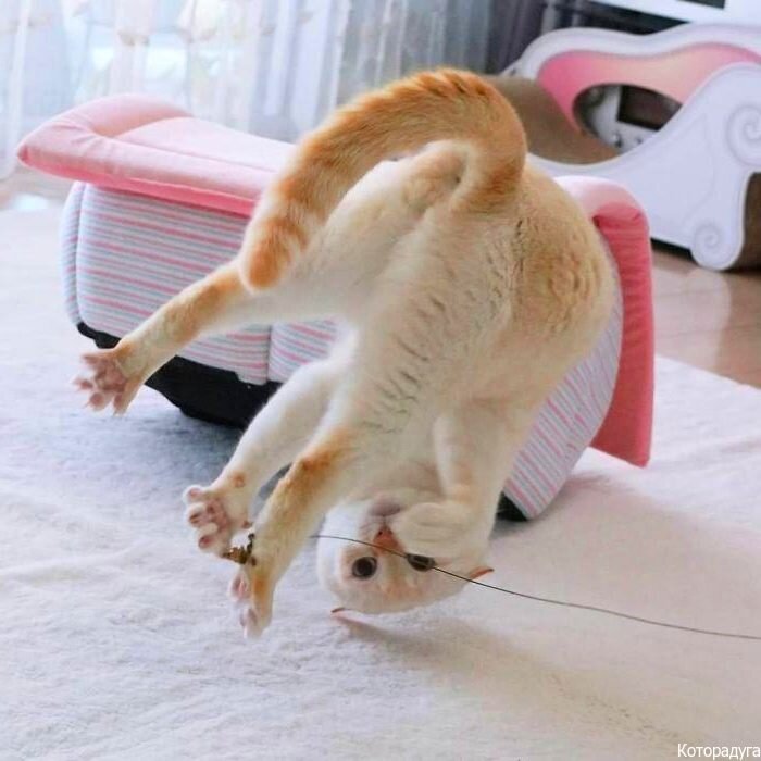 Грация кошки: почему наших питомцев отличает гибкость и пластичность