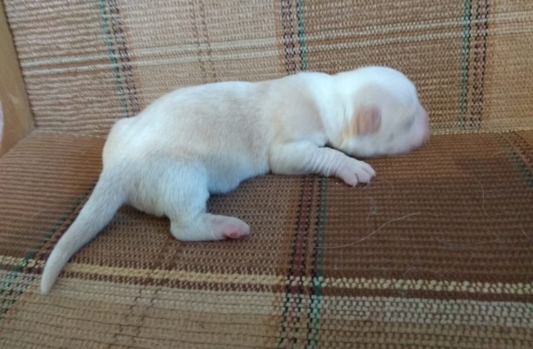 Уход за собакой состоит из многих факторов, в Как ухаживать за собакой в домашних условиях? Уход за собакойстатье «Уход за щенком» мы говорили о том, какие условия необходимо создать Вашему питомцу для полноценной жизни. Обязательно ознакомьтесь с материалами этой статьи, в ней Вы получите массу полезных советов. 
В данной статье мы подробнее коснемся темы ухода за шерстью собаки, а также поговорим о вопросе стерилизации, нужна ли эта процедура, как она влияет на самочувствие и здоровье собак.
