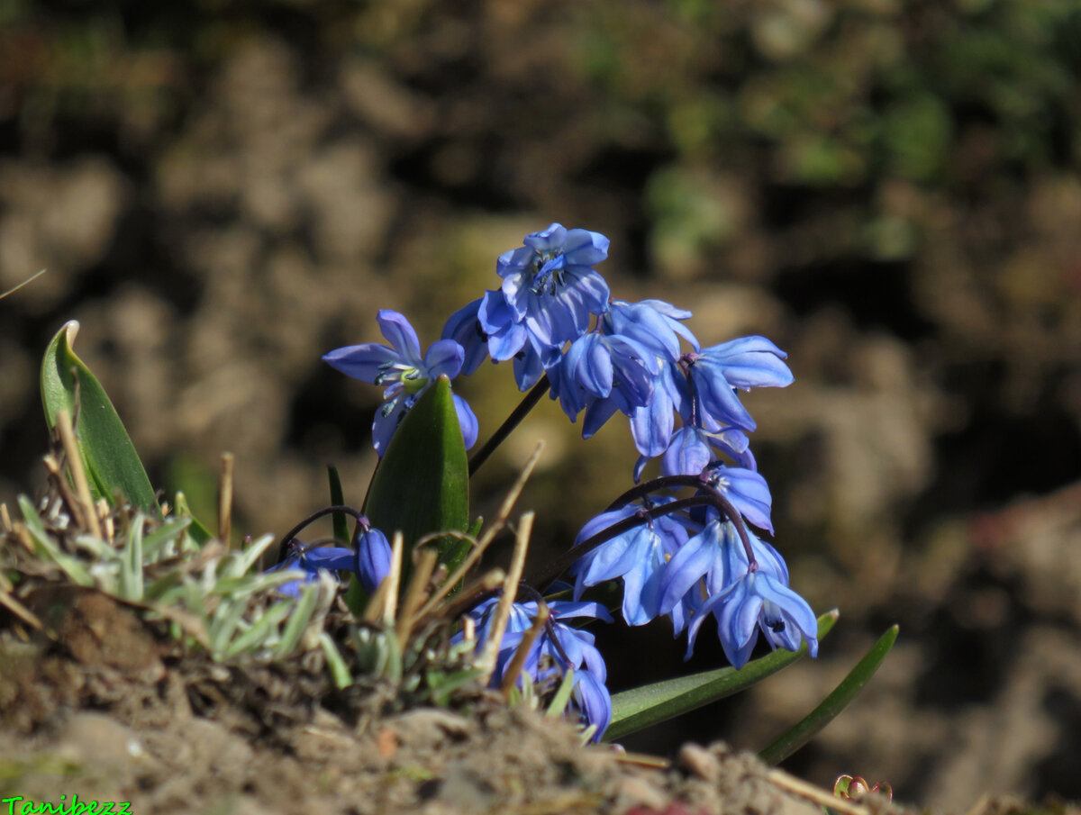 Пролеска Сибирская Scilla Siberica