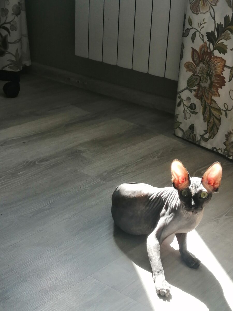 Крыся, первые часы дома