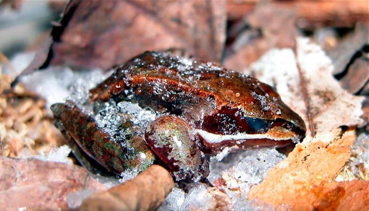 Лягушка Rana sylvatica в состоянии анабиоза