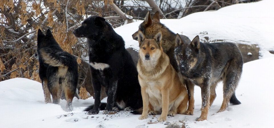 все хотят быть другом человека