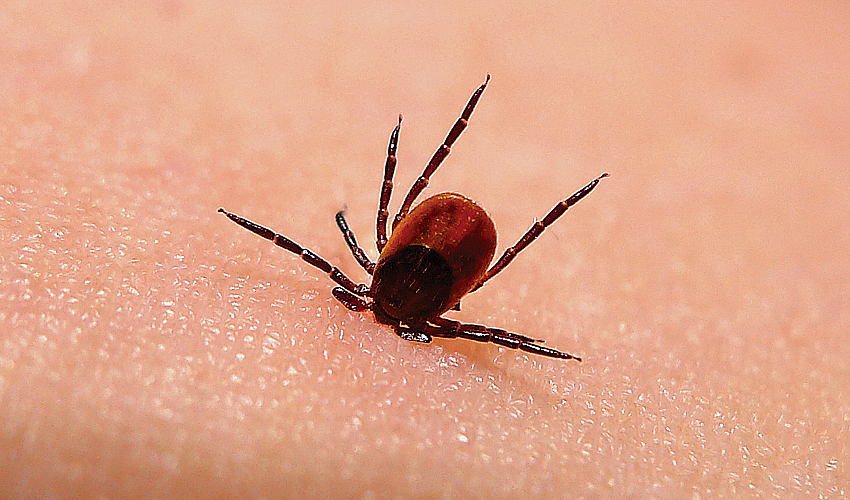 фото из журнала "Стимул"