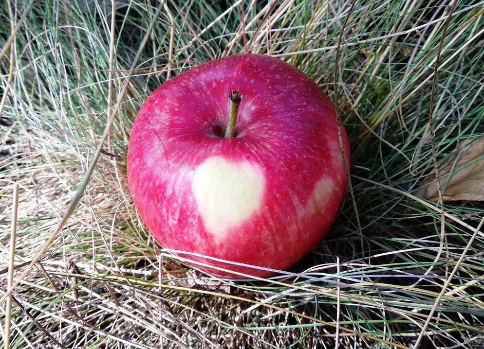 Яблоко - обязательный компонент диеты