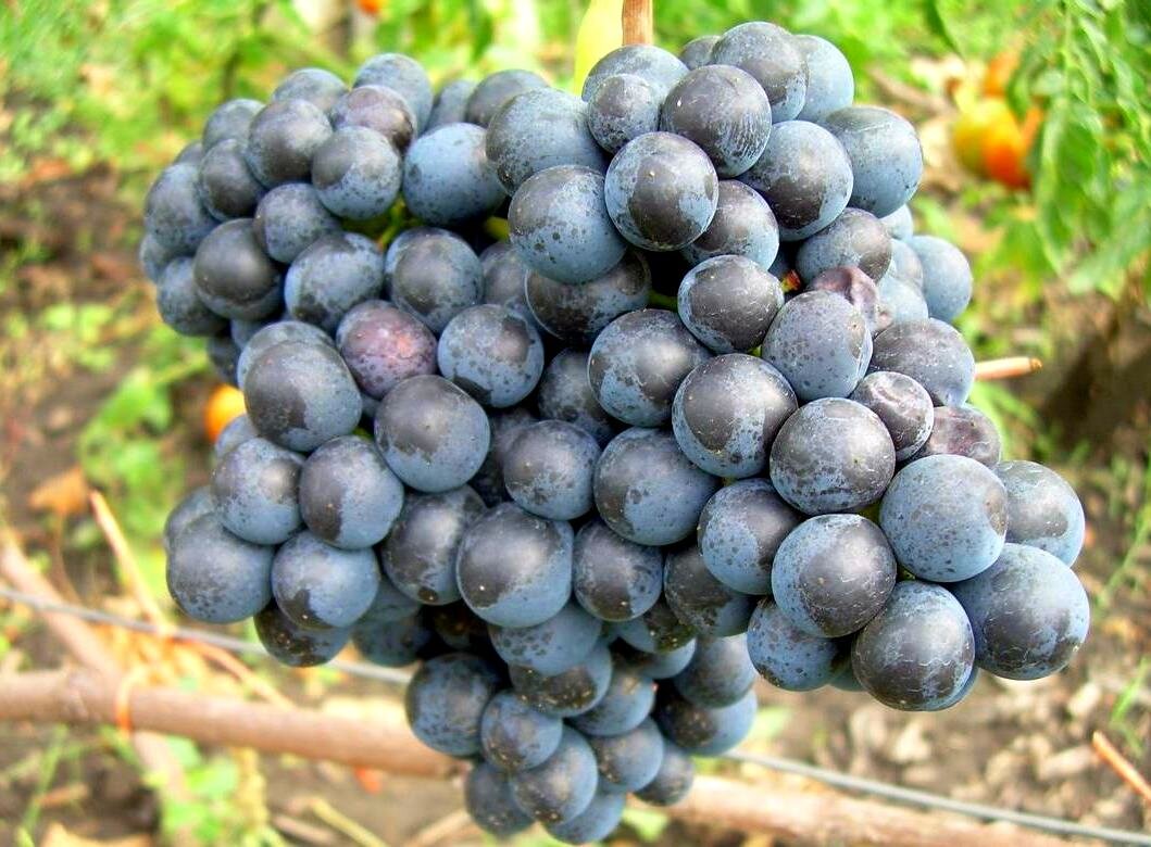10 фантастических сортов винограда о которых вы могли и не знать