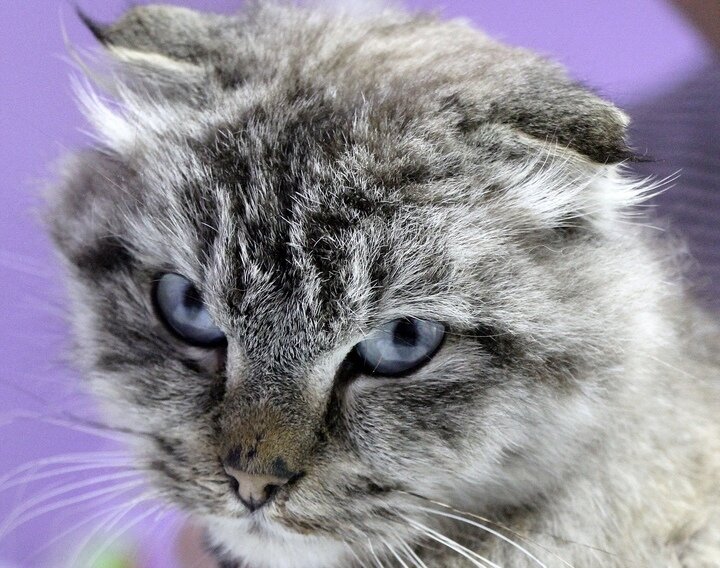 Амура в тот день, когда я ее подобрала - остальные фото в комментариях