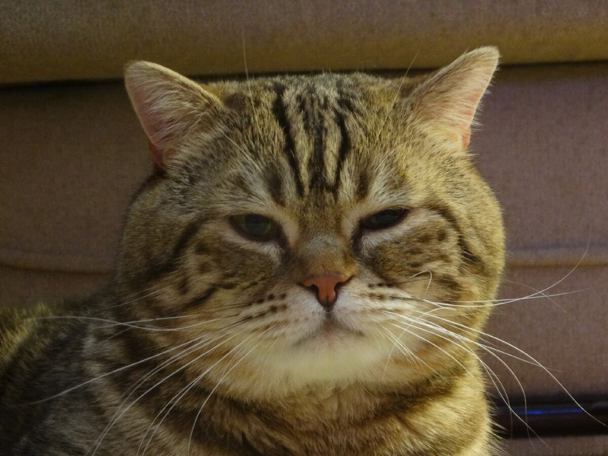 Это мой котик