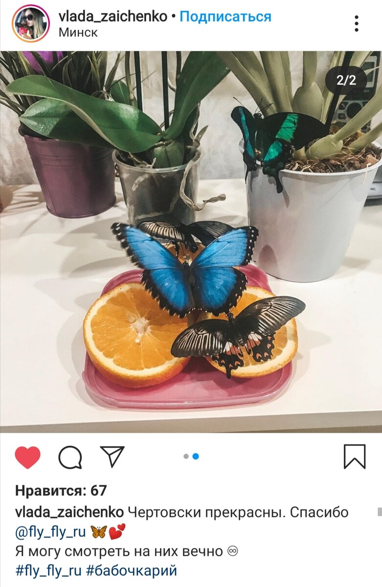 Отзыв о Флай-Флай