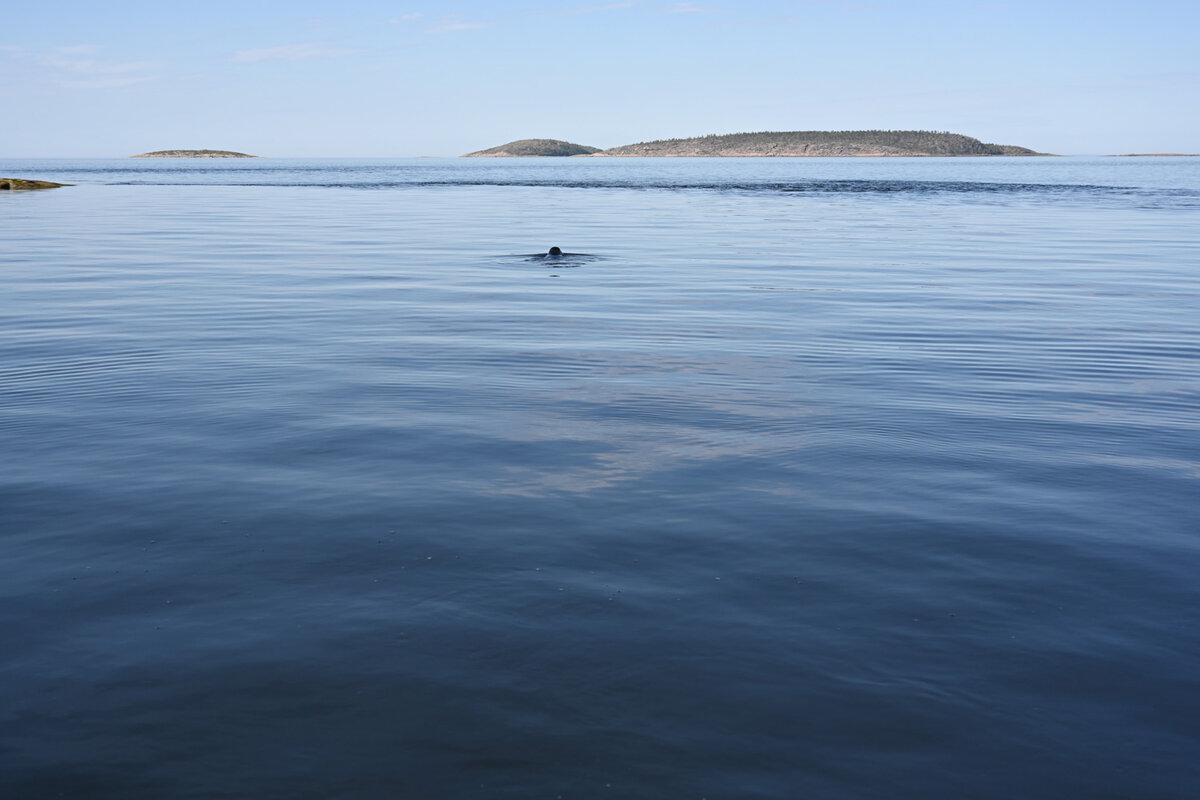 Белое море не похожее на суровое северное море. Такое бывает нечасто.