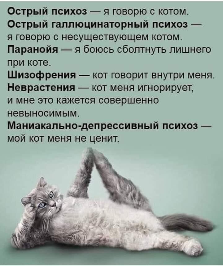 Кот психолог картинки