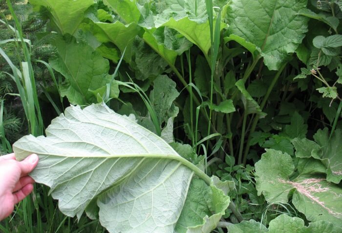 К колену можно приложить цельный лист лопуха или измельчить его