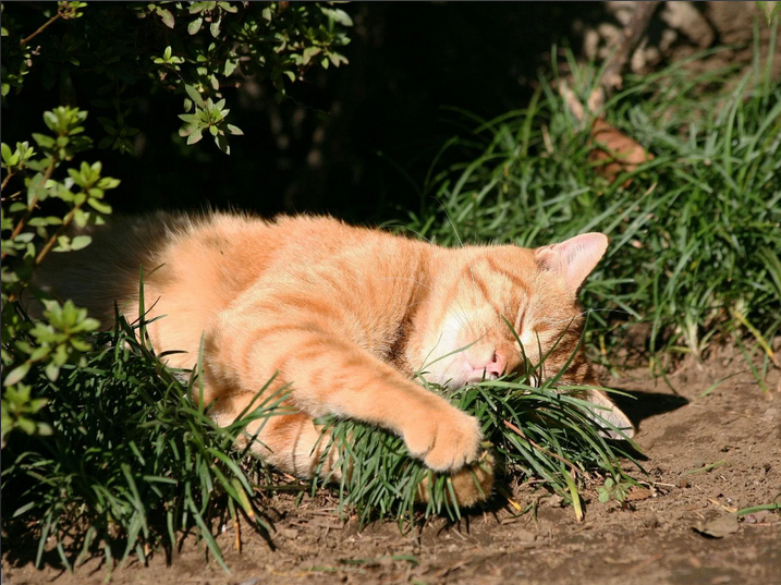 Фото с сервера Яндекс.Картинки