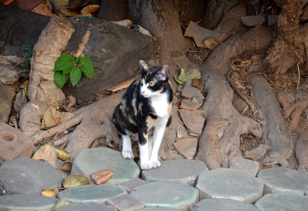 Кот из Чианг Мая. Фото автора.