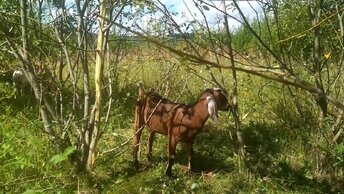 Как напала свора собак на нас в лесу, встретили ли мы кабанов. Ну а сперва почему же козы