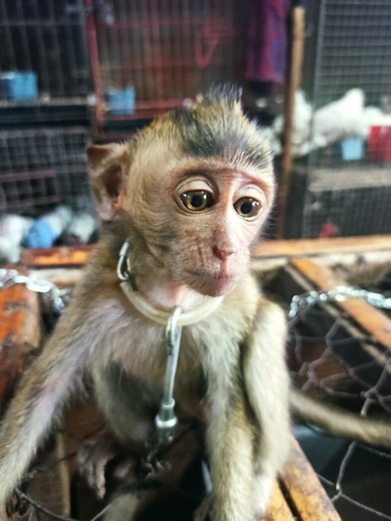 обезьяна сколько. домашняя обезьянка капуцин. обезьяна домашняя. яванская макака домашняя. милые обезьяны.