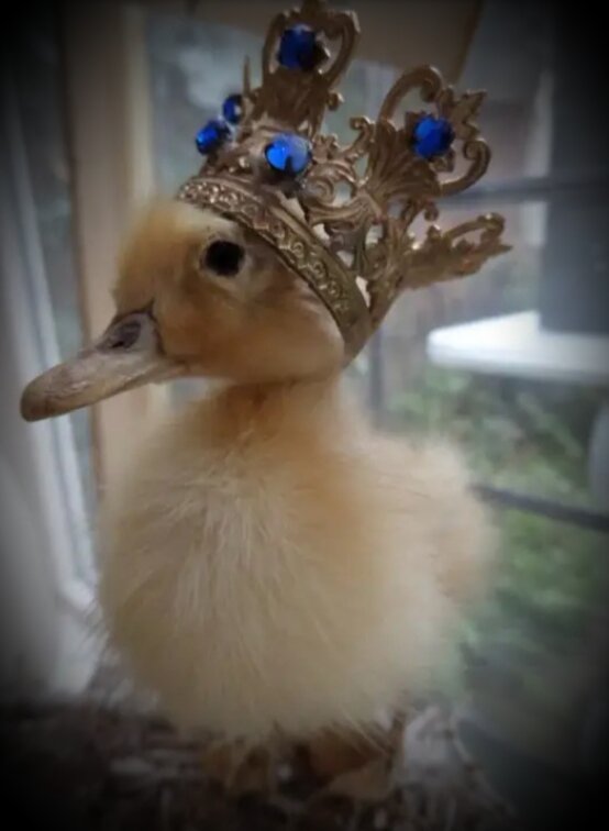 Фото для иллюстрирования с сайта Pinterest